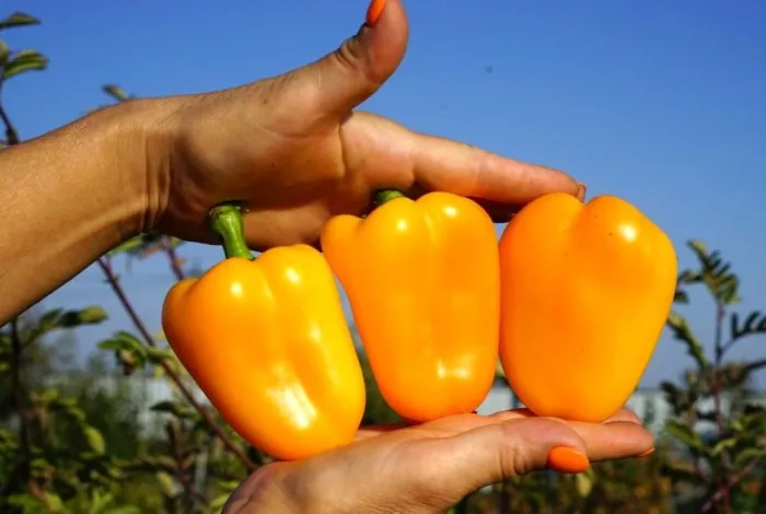 oranzhevyy-krasavets-2-186026