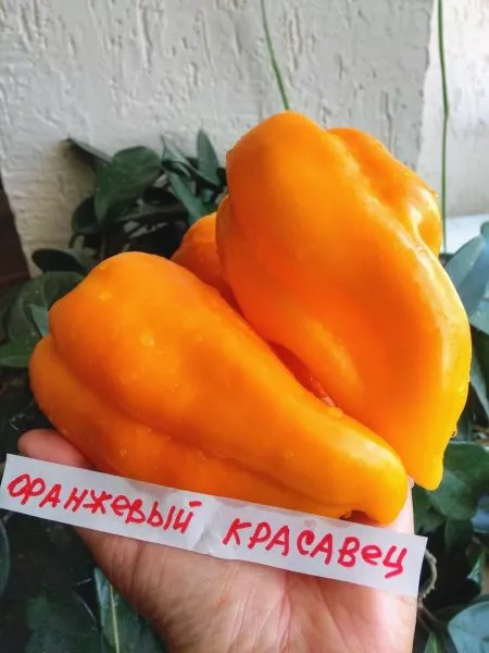 oranzhevyy-krasavets-6-186026