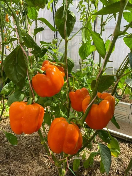 oranzhevyy-krasavets-7-186026