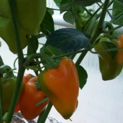 oranzhevyy-krasavets-8-186026