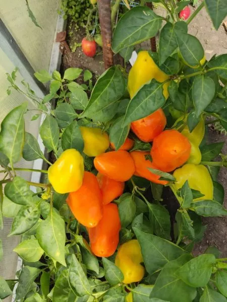 oranzhevyy-krasavets-main-186026