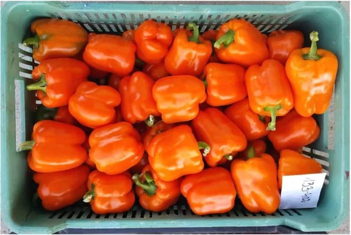 oranzhevyy-kub-3-179558