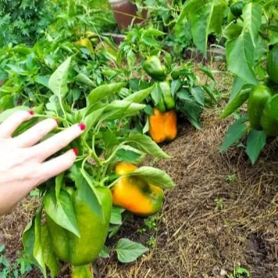 oranzhevyy-kub-4-179558