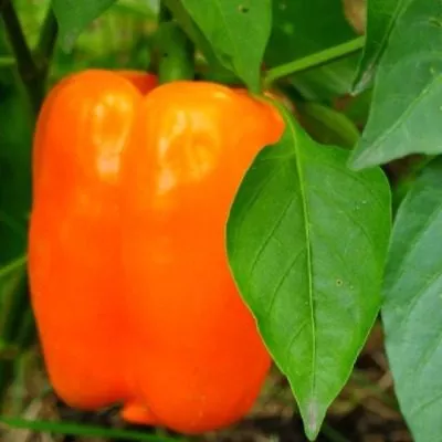 oranzhevyy-kub-5-179558