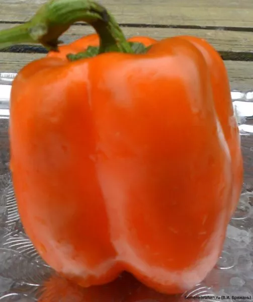 oranzhevyy-kub-main-179558