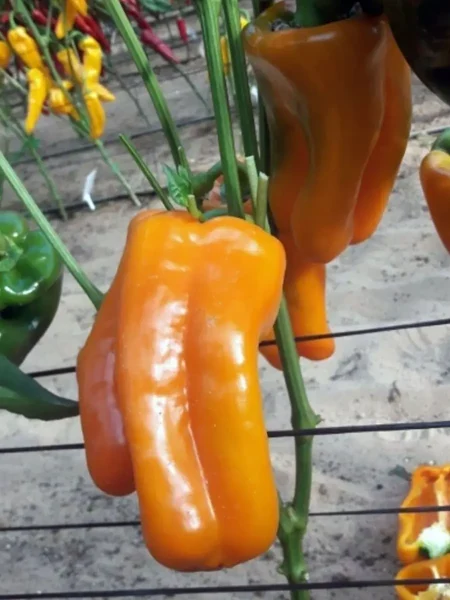 oranzhevyy-lamuyo-ot-yuriya-3-188699