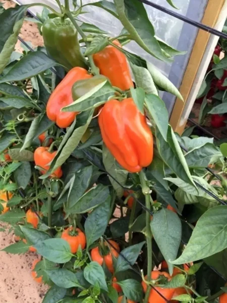 oranzhevyy-lamuyo-ot-yuriya-4-188699