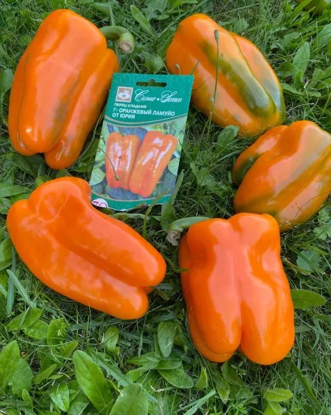 oranzhevyy-lamuyo-ot-yuriya-6-188699