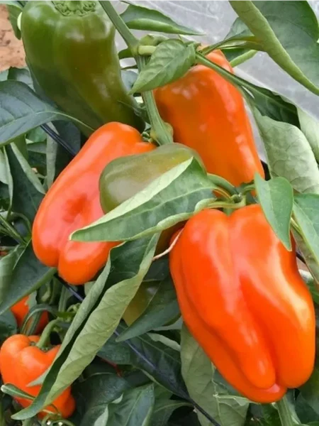 oranzhevyy-lamuyo-ot-yuriya-main-188699