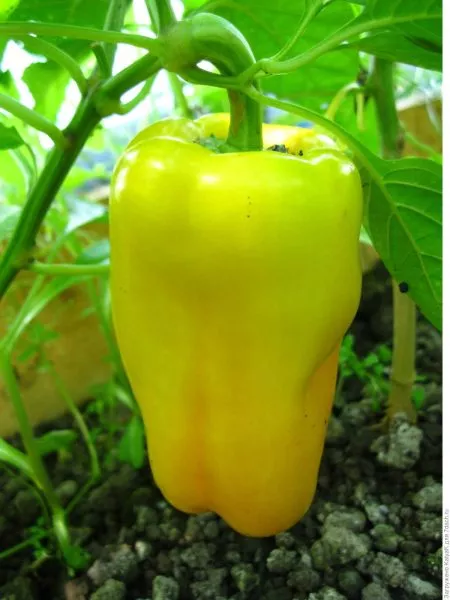 oranzhevyy-lev-2-187091