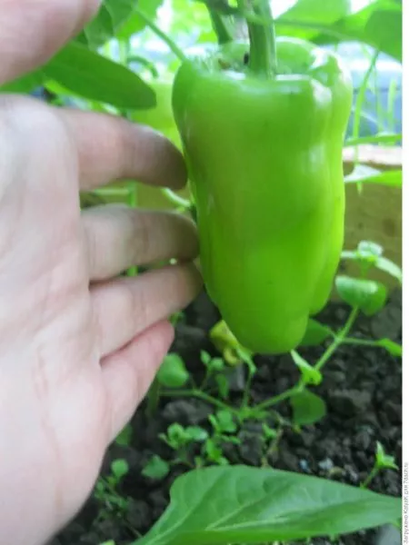 oranzhevyy-lev-4-187091