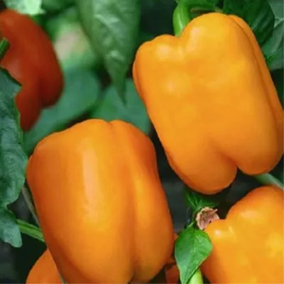 oranzhevyy-lev-5-187091