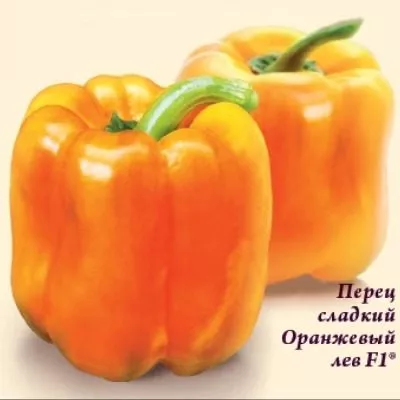 oranzhevyy-lev-6-187091