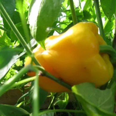 oranzhevyy-lev-7-187091