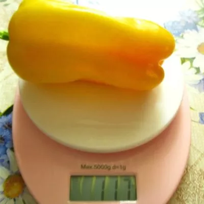 oranzhevyy-lev-8-187091