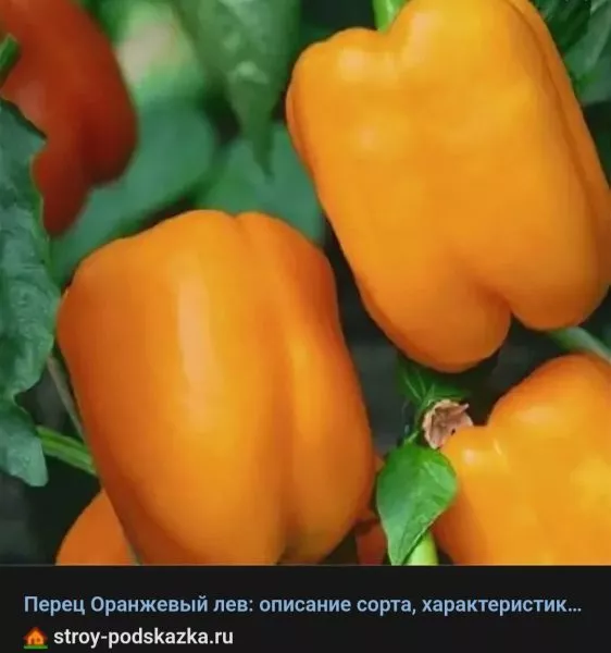 oranzhevyy-lev-main-187091