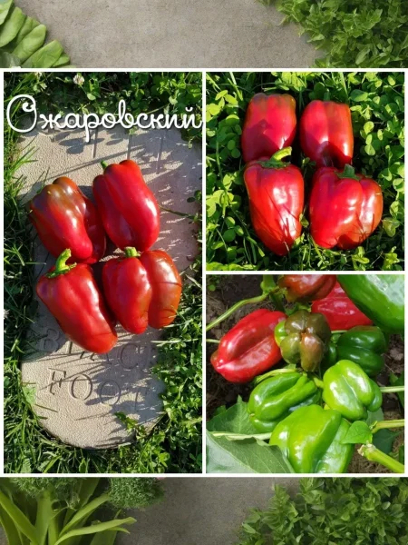 ozharovskiy-2-190660