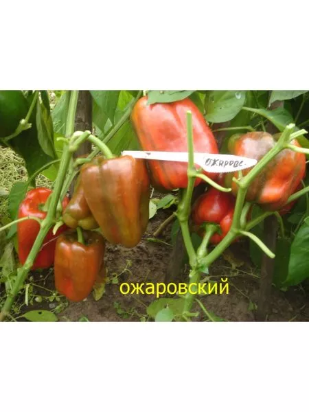 ozharovskiy-3-190660