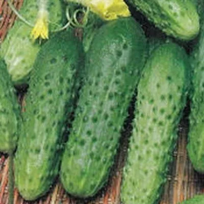 papenkina-dochka-2-199853