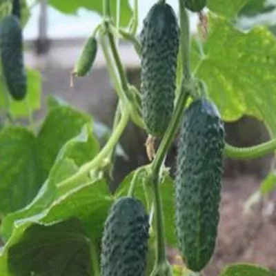 papenkina-dochka-main-199853