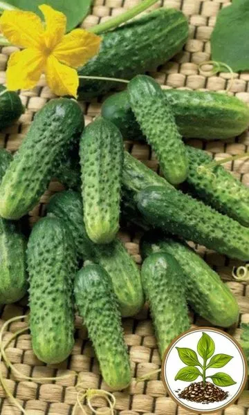 pasadena-main-196560