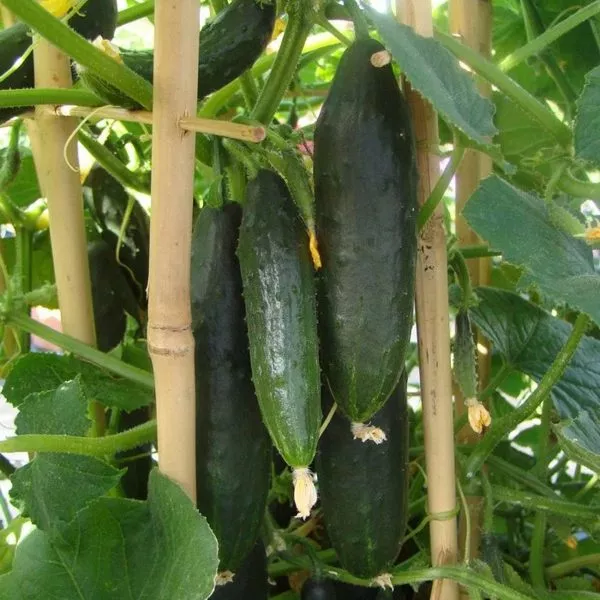 patio-star-main-200917