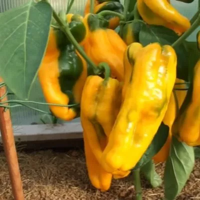 patritsiya-12-188909