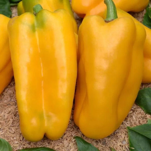 patritsiya-main-188909