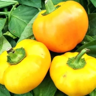 pechenoe-yablochko-4-185353