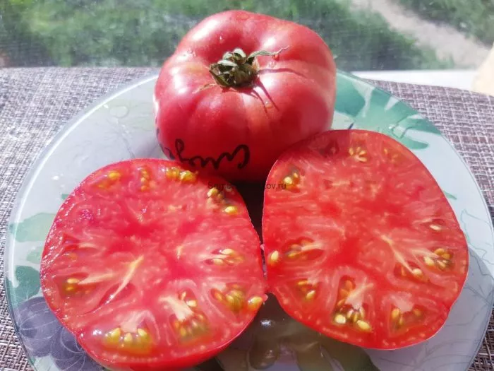 pen-mira-main-176907