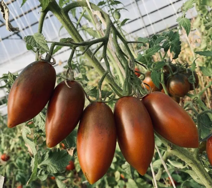 pertsevidnyy-shokoladnyy-main-176303