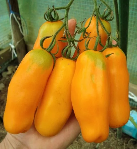 pertsevidnyy-zhyoltyy-4-168945