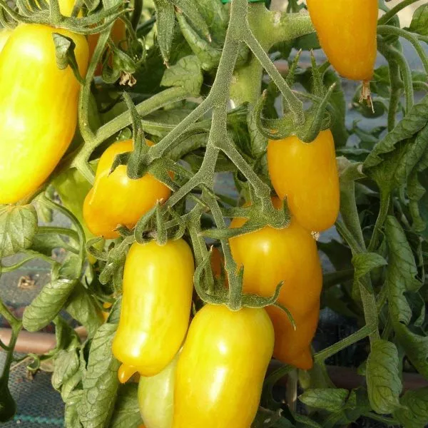 pertsevidnyy-zhyoltyy-5-168945