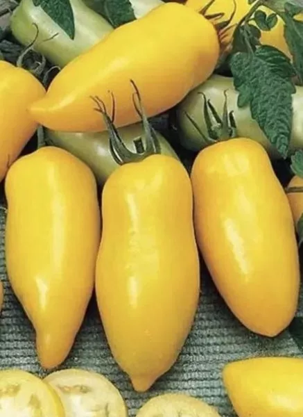 pertsevidnyy-zhyoltyy-8-168945