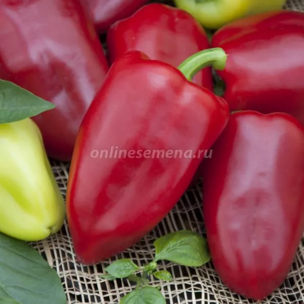 pervenets-romantsova-1-181626