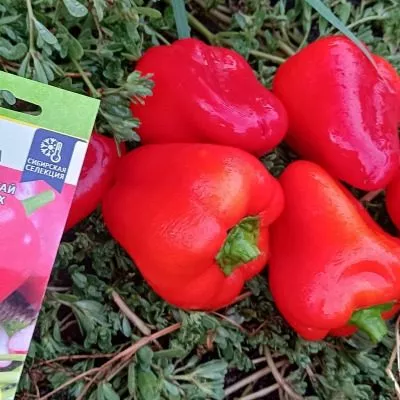 pervenets-romantsova-10-181626