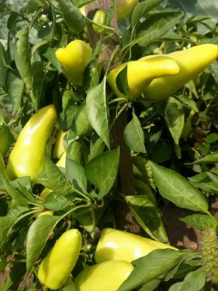 pervenets-romantsova-5-181626