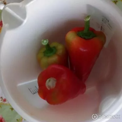 pervenets-romantsova-7-181626