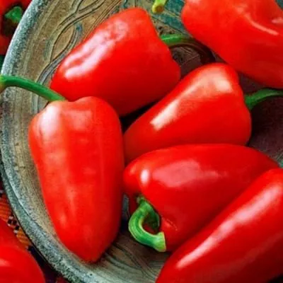 pervenets-romantsova-8-181626