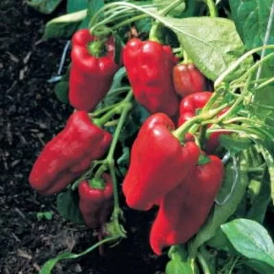 pervenets-romantsova-9-181626