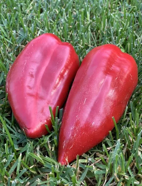 pervenets-romantsova-main-181626