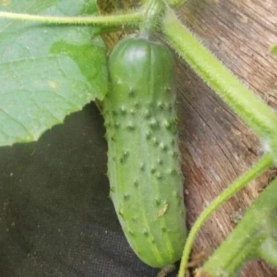 peterburgskiy-ekspress-4-192569