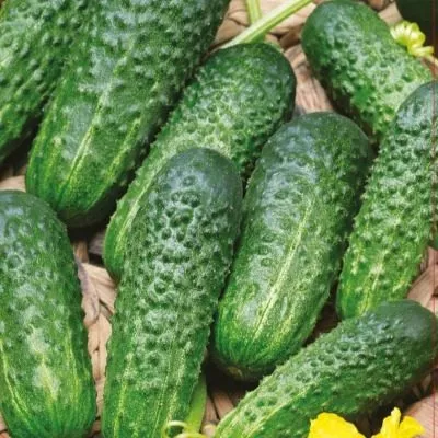 peterburgskiy-ekspress-main-192569