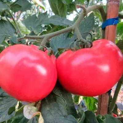 petr-pervyy-4-175325