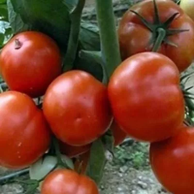 petr-pervyy-8-175325