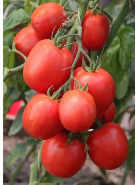 petr-pervyy-main-175325