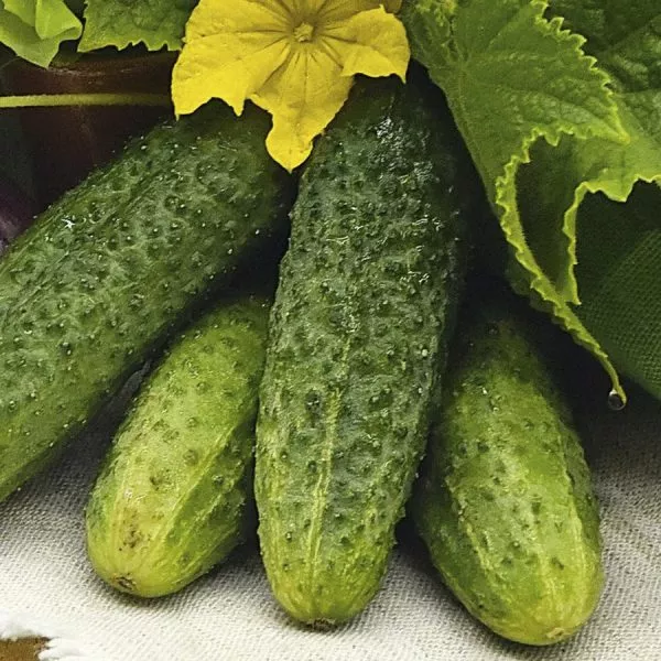 petrovskiy-main-199802