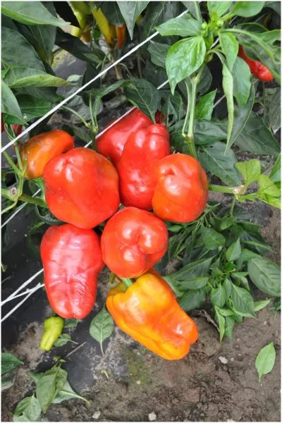 pik-nk-2000-2-188788