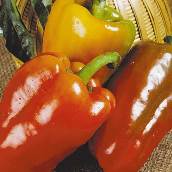 pik-nk-2000-3-188788