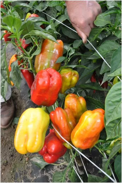 pik-nk-2000-main-188788